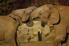 image of african_elephant