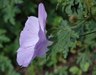 image of pelargonium #7