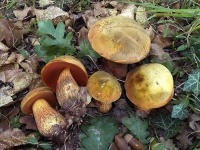 image of mushrooms