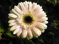 image of flower