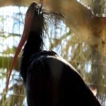image of bird