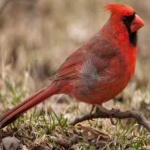 image of bird