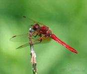 image of dragonfly #11