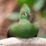 image of bird