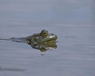 image of bullfrog