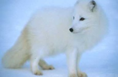 image of arctic_fox