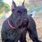 image of animal