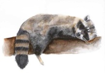 image of animal