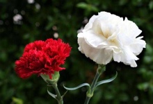 image of flower