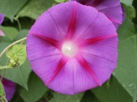image of flower