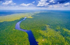 image of rainforest