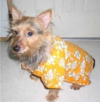 image of australian_terrier