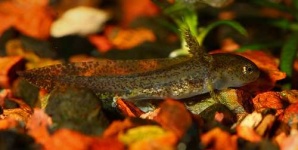image of spotted_salamander
