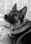 image of norwegian_elkhound #19