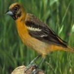image of bird