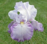 image of bearded_iris #12