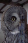 image of great_grey_owl