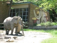image of african_elephant
