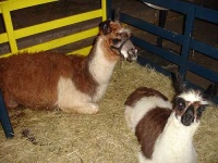 image of llama