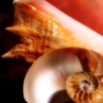 image of conch