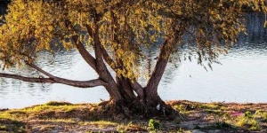 image of tree