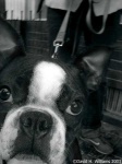 image of boston_bull