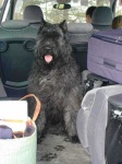 image of bouvier_des_flandres