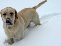 image of labrador_retriever #19