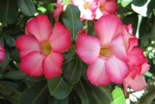image of flower