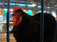 image of animal