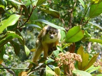 image of squirrel_monkey