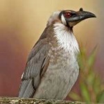 image of bird