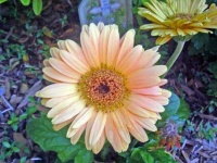 image of flower