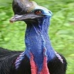 image of bird