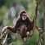 image of siamang