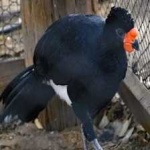 image of wattled_curassow