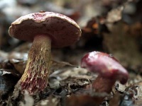 image of bolete