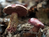 image of bolete #31