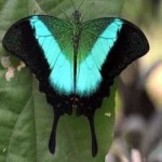 image of banded_butterfly #61