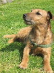 image of irish_terrier #13