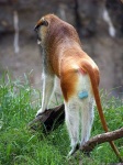 image of patas