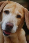image of labrador_retriever