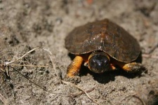 image of mud_turtle