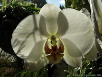 image of moon_orchid #25
