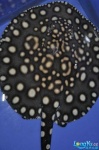 image of electric_ray