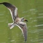image of bird