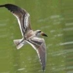 image of black_skimmer #15