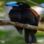 image of bird