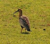 image of ibis