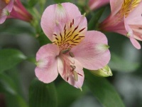image of flower